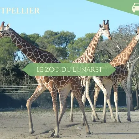 048- Le Bobo Montpelliérain - - Centre Apartamento Montpellier